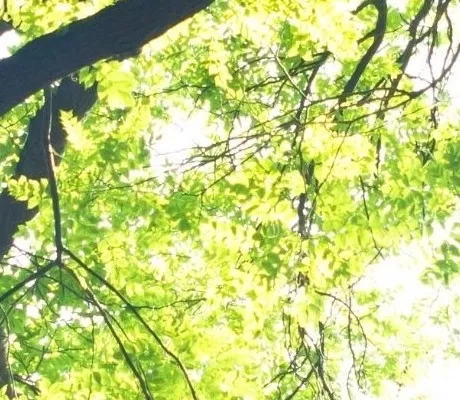 Tree branches